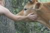 <img100*0:stuff/z/73640/cow%2520reference.2/i1265077991_2.jpg>