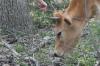 <img100*0:stuff/z/73640/cow%2520reference.2/i1265077991_3.jpg>