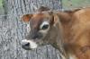 <img100*0:stuff/z/73640/cow%2520reference.2/i1265077991_4.jpg>