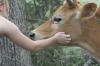 <img100*0:stuff/z/73640/cow%2520reference.2/i1265077991_5.jpg>