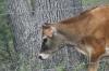 <img100*0:stuff/z/73640/cow%2520reference.2/i1265077992_10.jpg>