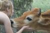 <img100*0:stuff/z/73640/cow%2520reference.2/i1265077992_11.jpg>