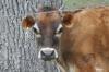 <img100*0:stuff/z/73640/cow%2520reference.2/i1265077992_16.jpg>