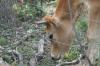 <img100*0:stuff/z/73640/cow%2520reference.2/i1265077992_6.jpg>
