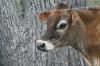 <img100*0:stuff/z/73640/cow%2520reference.2/i1265077992_7.jpg>