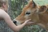 <img100*0:stuff/z/73640/cow%2520reference.2/i1265077992_8.jpg>