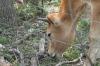 <img100*0:stuff/z/73640/cow%2520reference.2/i1265077992_9.jpg>