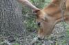 <img100*0:stuff/z/73640/cow%2520reference.2/i1265077993_17.jpg>