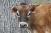 <img100*0:stuff/z/73640/cow%2520reference.2/i1265077993_18.jpg>