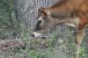 <img100*0:stuff/z/73640/cow%2520reference.2/i1265078435_1.jpg>