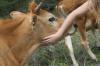 <img100*0:stuff/z/73640/cow%2520reference.2/i1265078436_10.jpg>