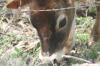 <img100*0:stuff/z/73640/cow%2520reference.2/i1265078436_11.jpg>