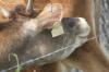 <img100*0:stuff/z/73640/cow%2520reference.2/i1265078436_12.jpg>