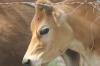 <img100*0:stuff/z/73640/cow%2520reference.2/i1265078436_2.jpg>