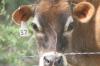 <img100*0:stuff/z/73640/cow%2520reference.2/i1265078436_3.jpg>