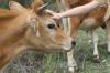 <img100*0:stuff/z/73640/cow%2520reference.2/i1265078436_4.jpg>