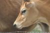 <img100*0:stuff/z/73640/cow%2520reference.2/i1265078436_5.jpg>