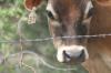 <img100*0:stuff/z/73640/cow%2520reference.2/i1265078436_6.jpg>