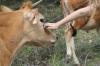 <img100*0:stuff/z/73640/cow%2520reference.2/i1265078436_7.jpg>