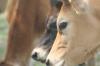 <img100*0:stuff/z/73640/cow%2520reference.2/i1265078436_8.jpg>