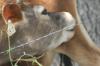 <img100*0:stuff/z/73640/cow%2520reference.2/i1265078436_9.jpg>