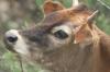 <img100*0:stuff/z/73640/cow%2520reference.2/i1265078437_13.jpg>
