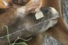<img100*0:stuff/z/73640/cow%2520reference.2/i1265078437_14.jpg>
