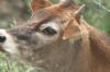 <img100*0:stuff/z/73640/cow%2520reference.2/i1265078437_15.jpg>