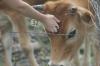 <img100*0:stuff/z/73640/cow%2520reference.2/i1265078437_16.jpg>