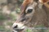 <img100*0:stuff/z/73640/cow%2520reference.2/i1265078437_17.jpg>