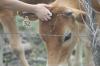 <img100*0:stuff/z/73640/cow%2520reference.2/i1265078437_18.jpg>