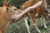 <img100*0:stuff/z/73640/cow%2520reference.2/i1265079309_1.jpg>