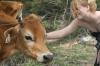 <img100*0:stuff/z/73640/cow%2520reference.2/i1265079310_10.jpg>