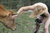 <img100*0:stuff/z/73640/cow%2520reference.2/i1265079310_11.jpg>