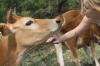 <img100*0:stuff/z/73640/cow%2520reference.2/i1265079310_2.jpg>