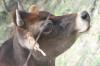 <img100*0:stuff/z/73640/cow%2520reference.2/i1265079310_3.jpg>