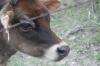 <img100*0:stuff/z/73640/cow%2520reference.2/i1265079310_5.jpg>