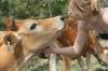 <img100*0:stuff/z/73640/cow%2520reference.2/i1265079310_6.jpg>