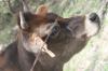 <img100*0:stuff/z/73640/cow%2520reference.2/i1265079310_7.jpg>