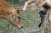 <img100*0:stuff/z/73640/cow%2520reference.2/i1265079310_8.jpg>