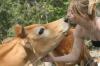 <img100*0:stuff/z/73640/cow%2520reference.2/i1265079310_9.jpg>