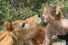 <img100*0:stuff/z/73640/cow%2520reference.2/i1265079311_12.jpg>