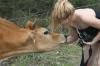 <img100*0:stuff/z/73640/cow%2520reference.2/i1265079311_13.jpg>