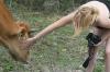 <img100*0:stuff/z/73640/cow%2520reference.2/i1265079311_14.jpg>