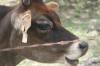 <img100*0:stuff/z/73640/cow%2520reference.2/i1265079311_15.jpg>