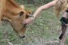 <img100*0:stuff/z/73640/cow%2520reference.2/i1265079311_17.jpg>