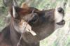 <img100*0:stuff/z/73640/cow%2520reference.2/i1265079311_18.jpg>