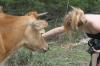 <img100*0:stuff/z/73640/cow%2520reference.2/i1265079311_19.jpg>