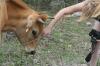 <img100*0:stuff/z/73640/cow%2520reference.2/i1265079311_20.jpg>