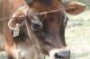 <img100*0:stuff/z/73640/cow%2520reference.2/i1265079311_21.jpg>